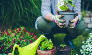Gardening Blog